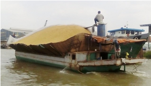 Quá Trình Từ Lúa Ra Gạo